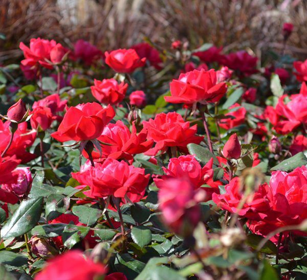 Double Knock Out Red Rose