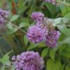 Lo And Behold Blue Chip Dwarf Butterfly Bush Photo 1
