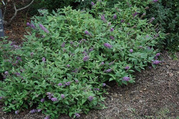 lo and behold blue chip dwarf butterfly bush
