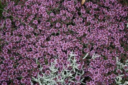 pink chintz creeping thyme