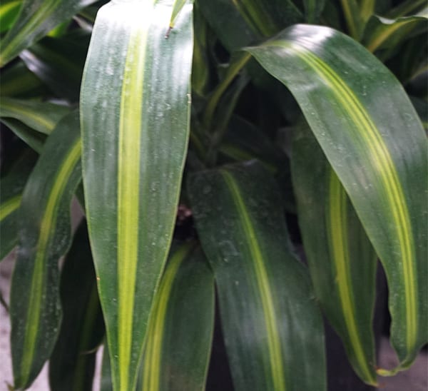 Hawaiian Sunshine Dracaena