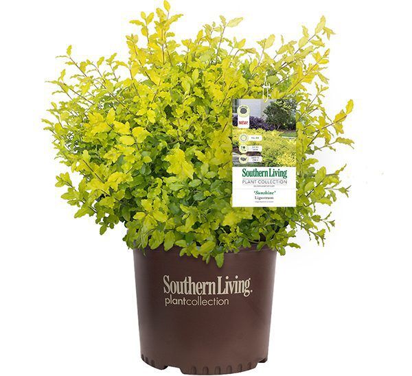 Sunshine Ligustrum