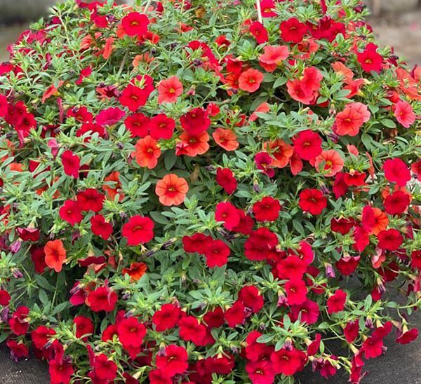 Calibrachoa Hanging Basket Photo 1