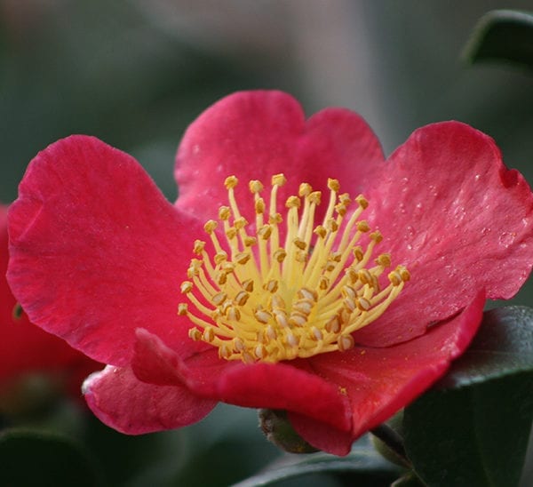 camelliayuletide