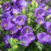 Campanula Photo 1
