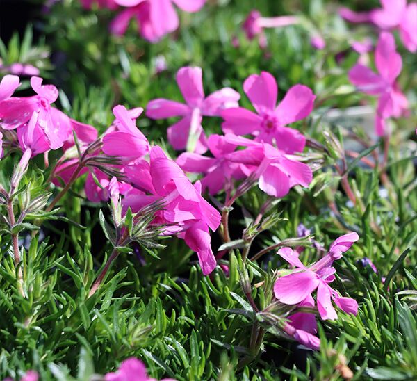 Creeping Phlox