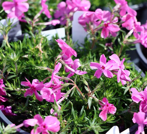 Creeping Phlox Photo 1