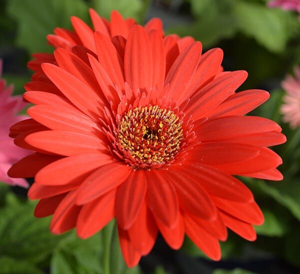 gerbera daisy red