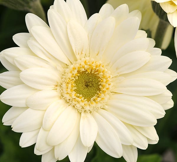 gerbera daisy white