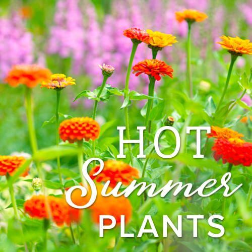 heat tolerant plants