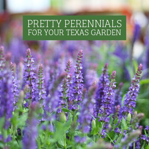 Perennials for your Texas Garden that are Low-Maintenance
