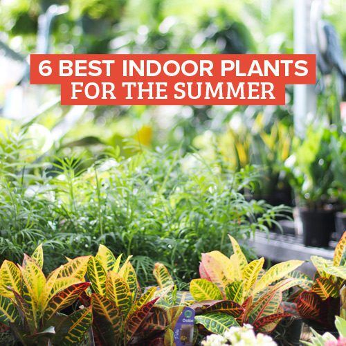 6 Indoor Houseplants for the Summer | Calloway's Nursery