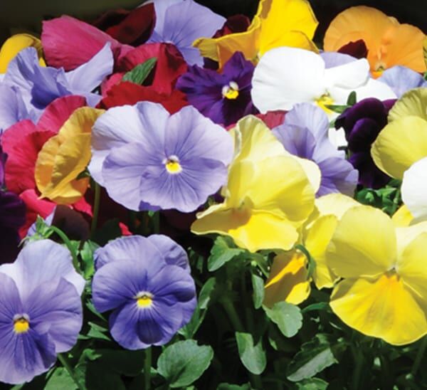 Matrix Pansies Clear Mix of colors