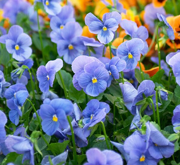 blue clear pansy