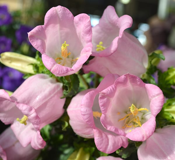 Pink Campanula Blooms close up