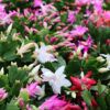 Christmas Cactus Photo 1