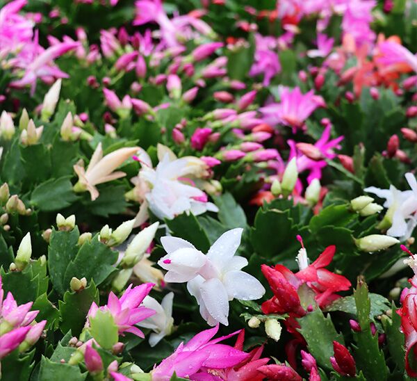 Christmas Cactus Photo 1