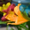 Daylily Photo 1
