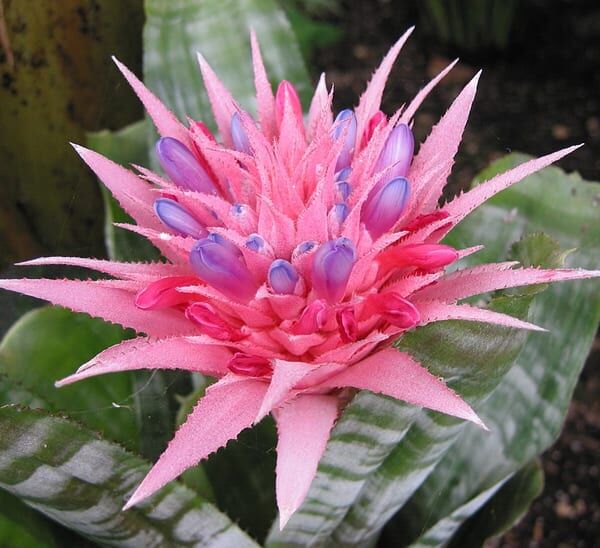 Bromeliad Aechmea