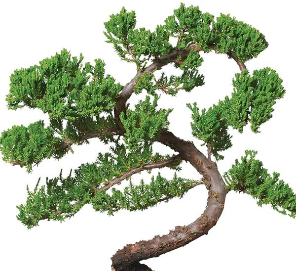 Bonsai Juniper
