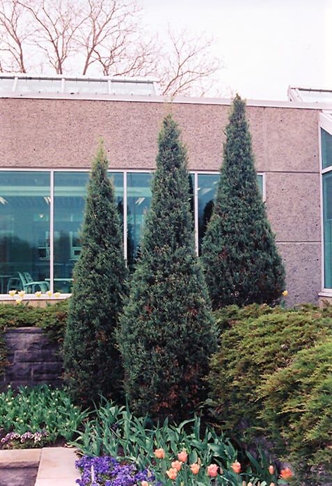 skyrocket juniper