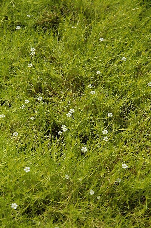 scotch moss