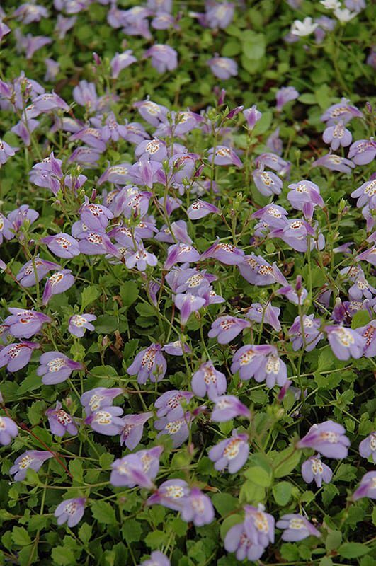 creeping mazus
