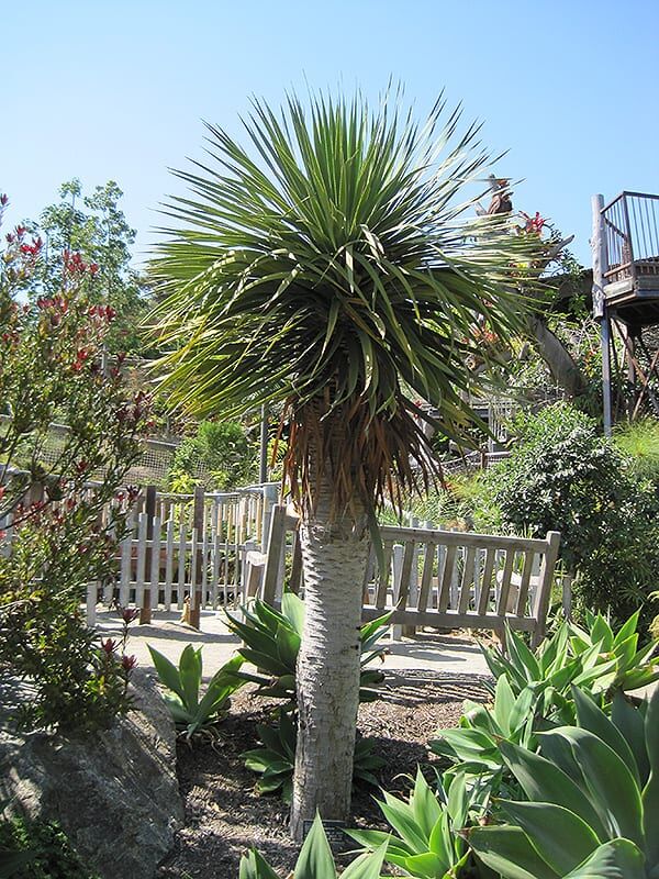 dragon tree