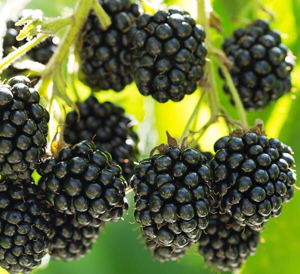 blackberries
