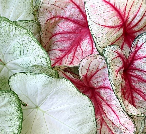 Caladium Flower Plant | Calloway's Nursery
