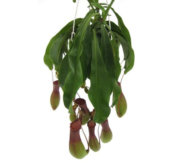 carnivorous nepenthes