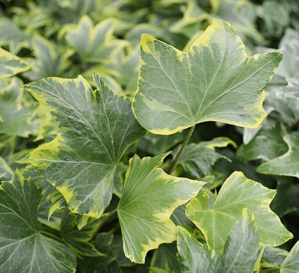 hedera ivy variegated
