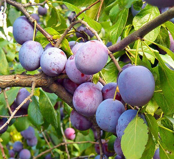 plums