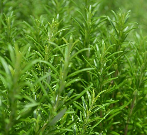 Bundle of Rosemary Herbs