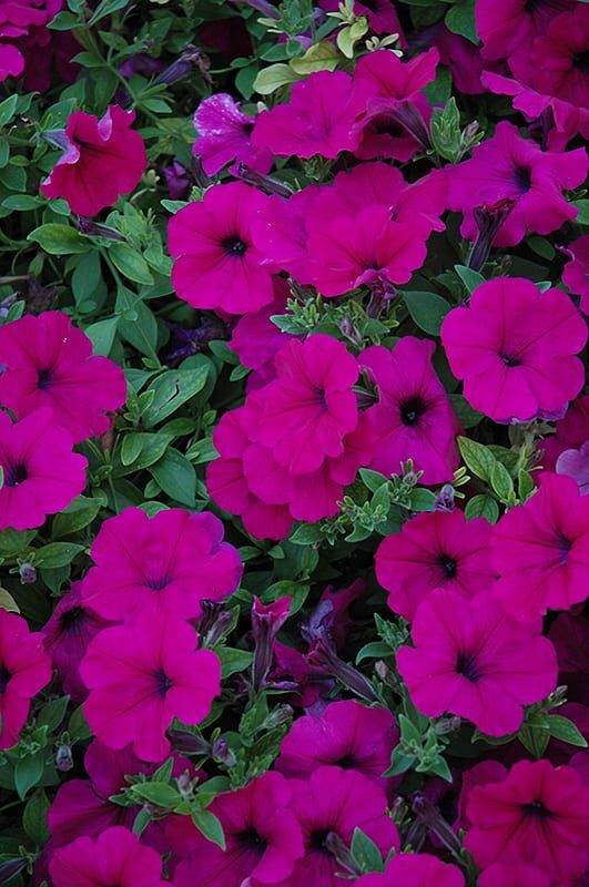 wave purple petunia