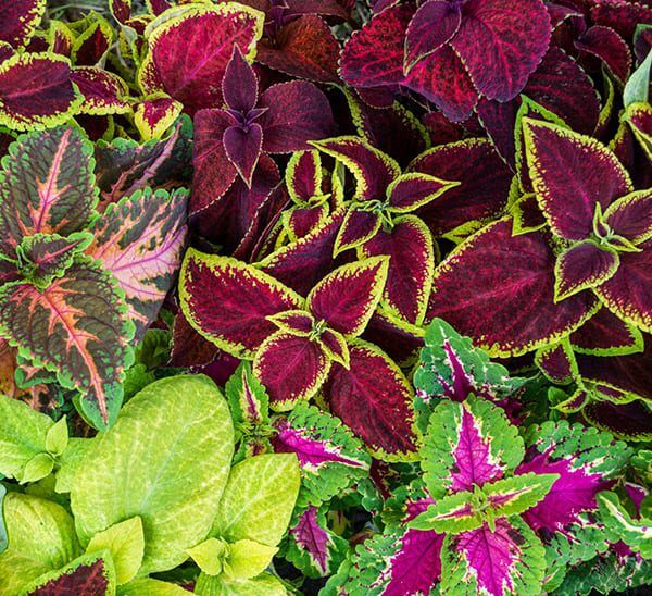 coleus mix