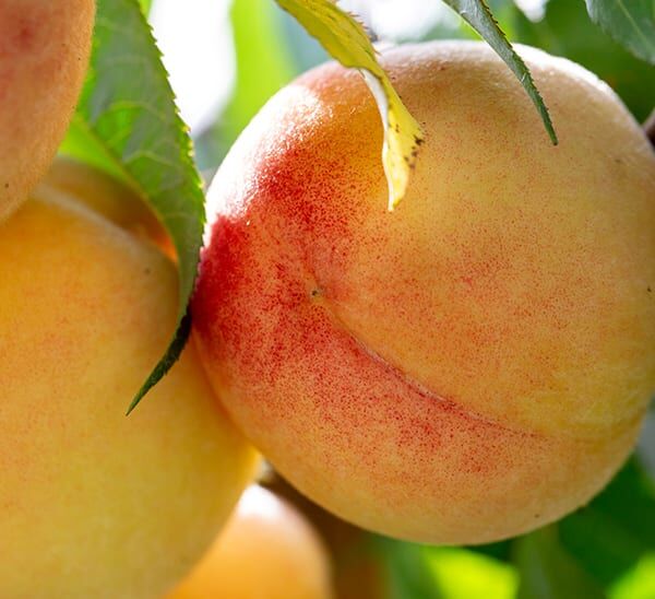 harvester peach tree