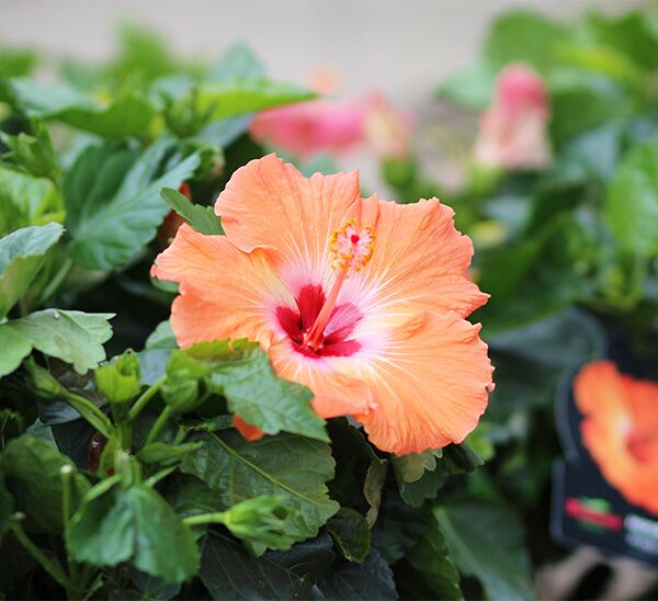 Tropical Hibiscus