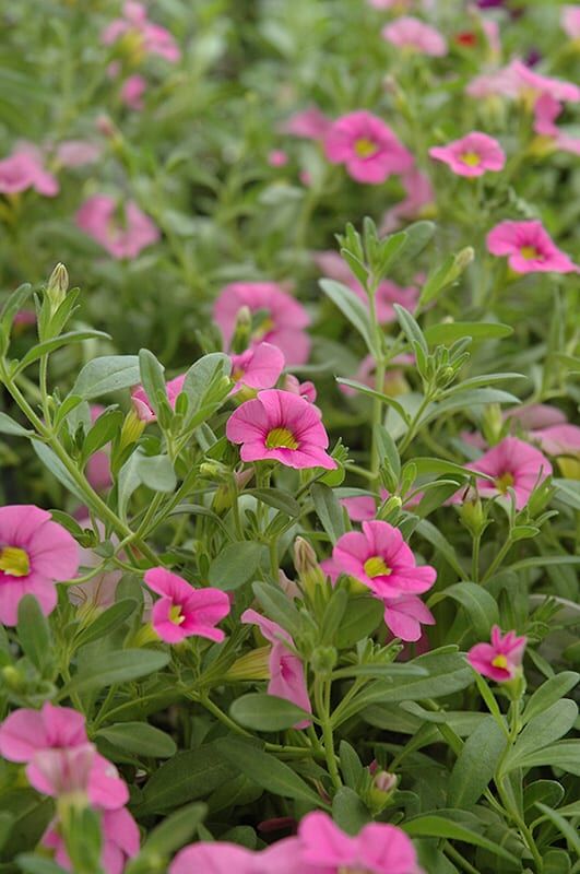 cabaret light pink calibrachoa