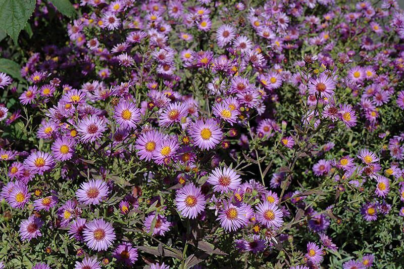 woods purple aster