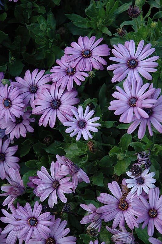 akita lavender shades African daisy