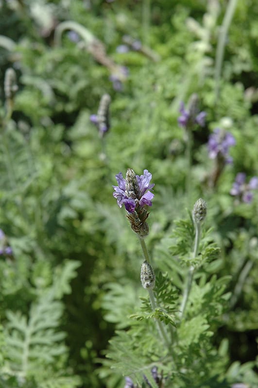 fernleaf lavender