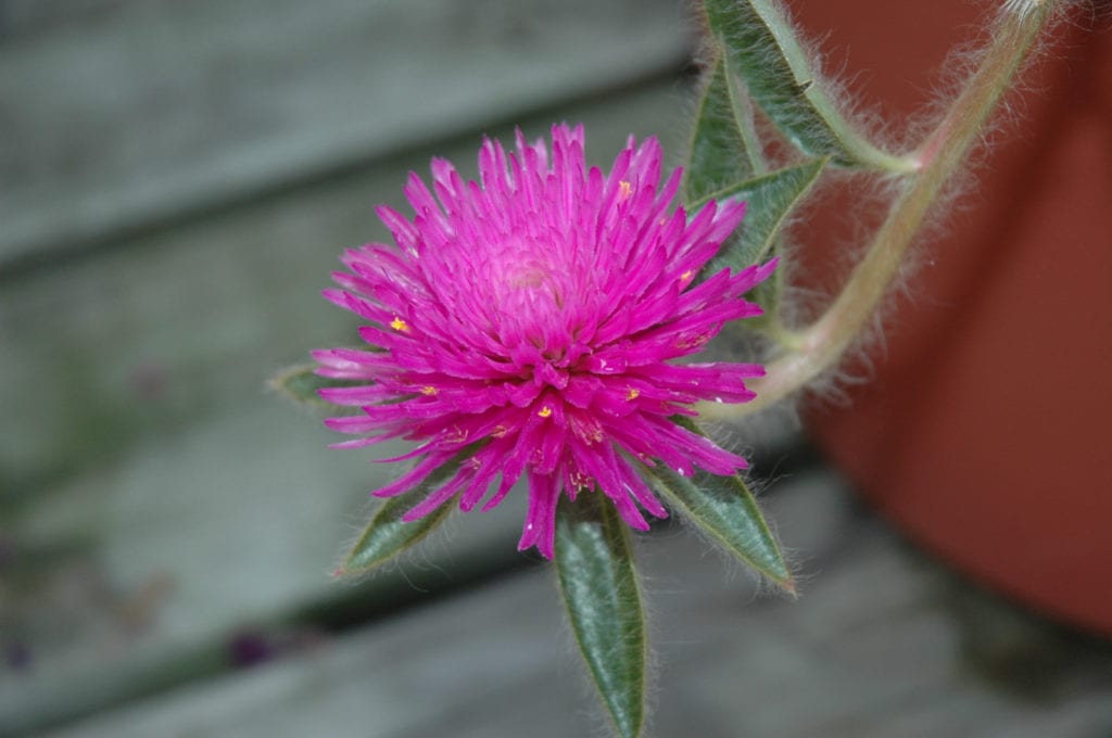 Pink Zazzle Gomphrena