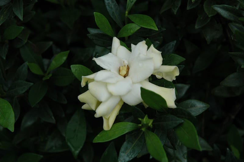 radicals miniature gardenia