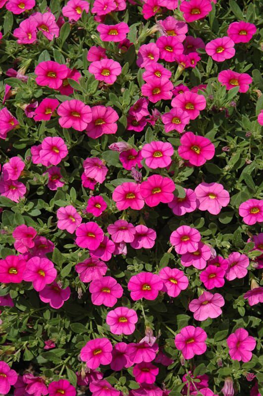 kabloom deep pink calibrachoa