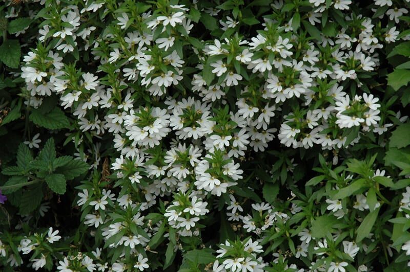 Bondi white fan flower