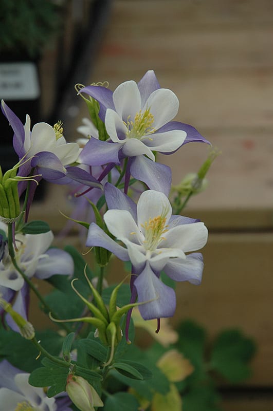 origami blue and white columbine