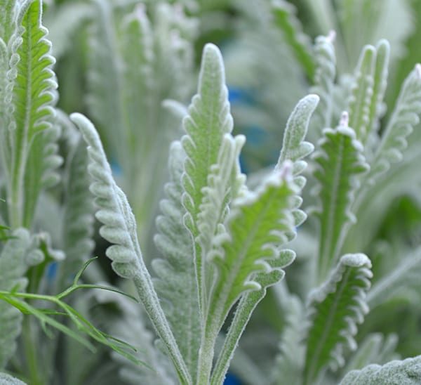 Goodwin Creek Organic Lavender close up