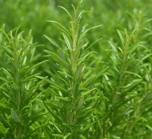 Close up of Rosemary Herb leaves