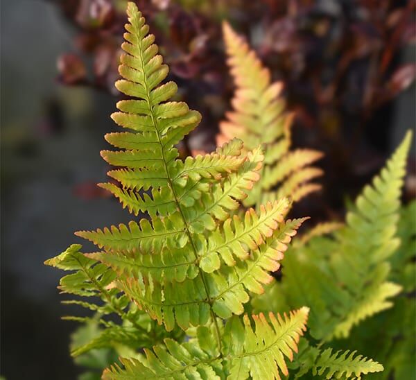 Autumn Fern